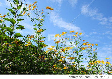 Jerusalem artichoke flowers in the autumn sky 29194397