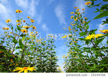 在秋天天空的耶路撒冷朝鮮薊花 在秋天天空的耶路撒冷朝鮮薊花 29194398