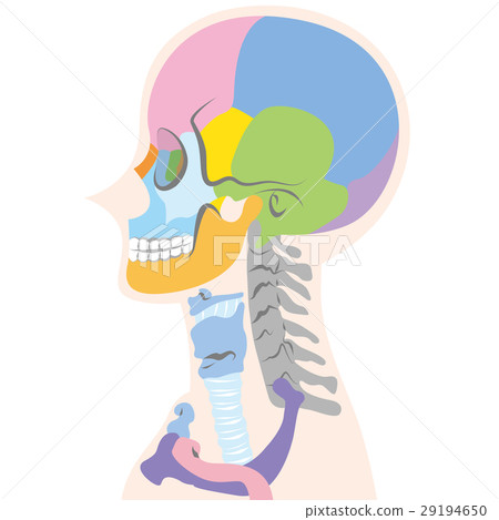 Illustration of the skull seen from the side (no name) Illustration of the skull seen from the side (no name) 29194650