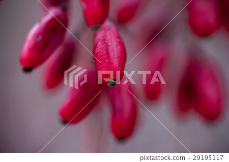 Red barberry berries Red barberry berries 29195117