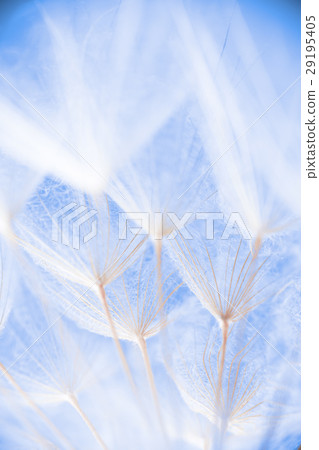 Abstract macro photo of plant seeds at a morning Abstract macro photo of plant seeds at a morning 29195405