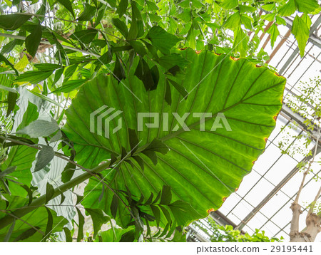Palm leaves green background pattern 29195441