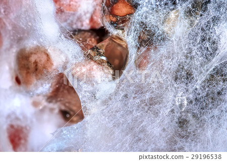 White mold of vegetables, fruits (Sclerotinia sp) White mold of vegetables, fruits (Sclerotinia sp) 29196538