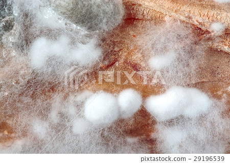 White mold of vegetables, fruits (Sclerotinia sp) 29196539