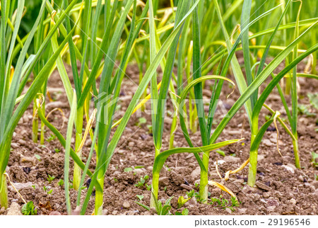 Spring garden plants 29196546