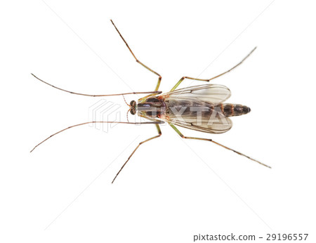 Buzzer midge (Chironomus plumosus) 29196557