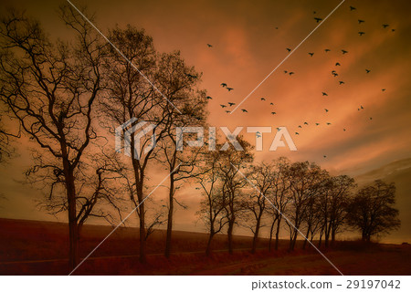 Flying birds. Autumn evening landscape. 29197042