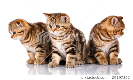 three Scottish kittens sitting, isolated on white three Scottish kittens sitting, isolated on white 29197332