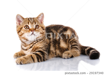 Cat Lying on Isolated white Background 29197340