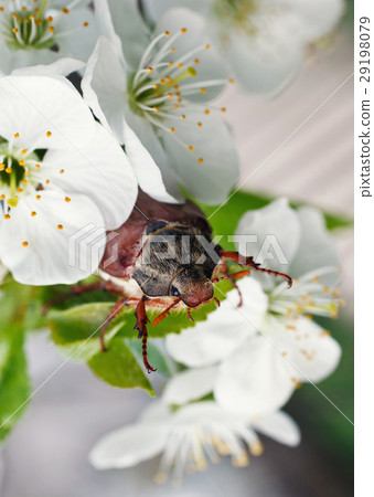 chafer 29198079