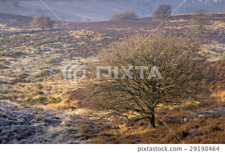 Riped heathland near the Posbank Riped heathland near the Posbank 29198464