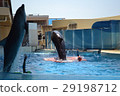 海豚表演 29198712