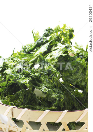 青山膠水6 青山膠水6 29200434