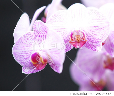 Ring of the world 29204552