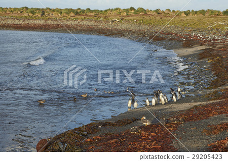 Wildlife of the Falkland Islands Wildlife of the Falkland Islands 29205423