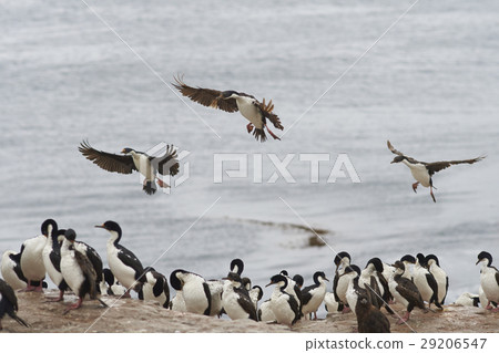 Imperial Shag coming into land 29206547