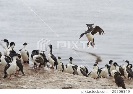 Imperial Shag coming into land Imperial Shag coming into land 29206549
