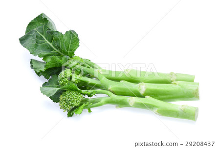 broccolini baby broccoli isolated on white broccolini baby broccoli isolated on white 29208437