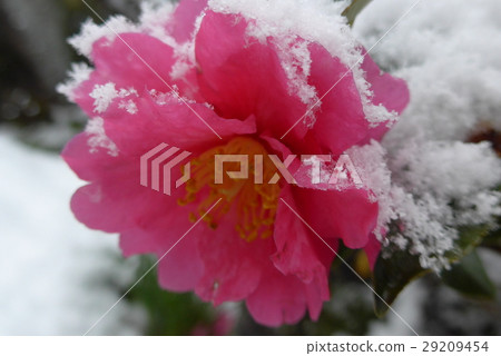 雪和山茶花 29209454