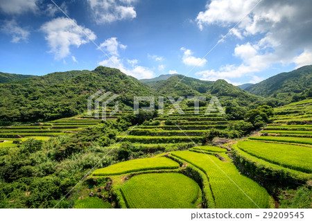Rice terrace of Kasuga @ Hirado City, Nagasaki prefecture 29209545