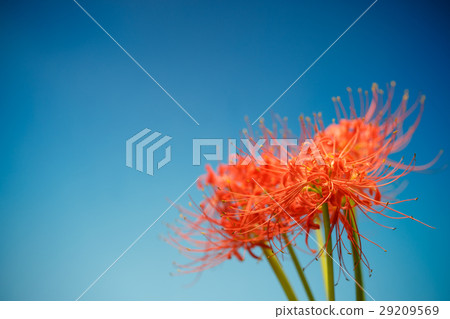 群集孤挺花 群集孤挺花 29209569