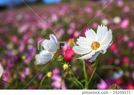 Cosmos field @ Shirakigami, Isahaya city, Nagasaki prefecture 29209571