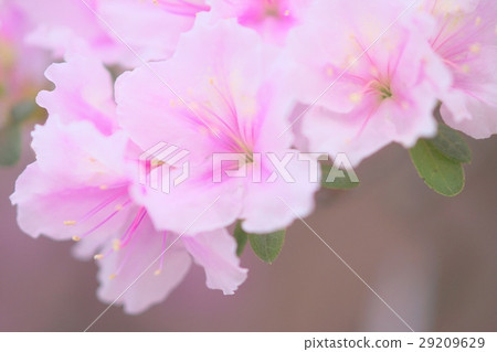 Azalea in full bloom Azalea in full bloom 29209629