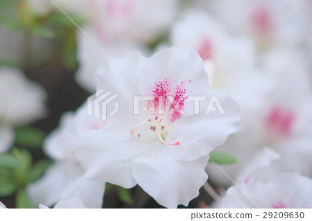 Azalea in full bloom Azalea in full bloom 29209630