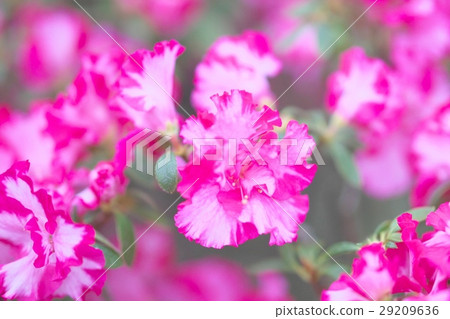 Azalea in full bloom Azalea in full bloom 29209636