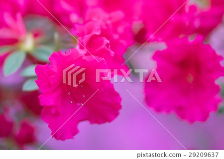 Azalea in full bloom Azalea in full bloom 29209637