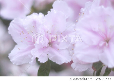 杜鵑花盛開 杜鵑花盛開 29209657