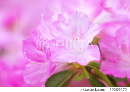 Azalea in full bloom Azalea in full bloom 29209673