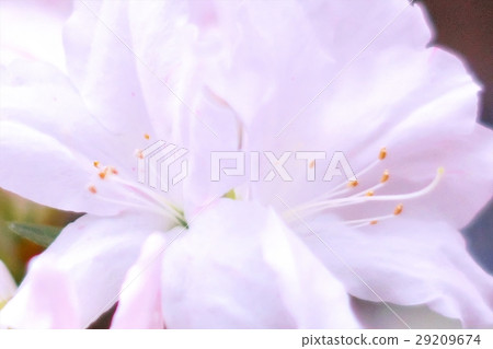 Azalea in full bloom Azalea in full bloom 29209674