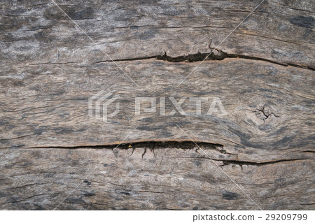 Wood texture 29209799