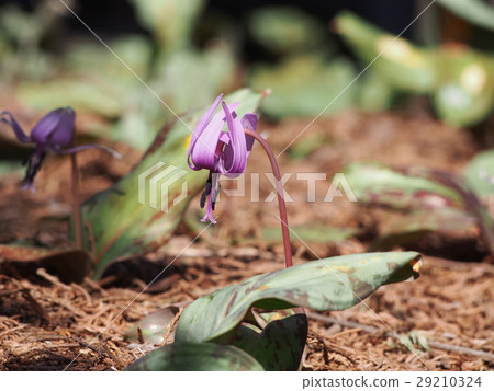 Katakuri no Hana (Fukaya city, Saitama Prefecture) 29210324