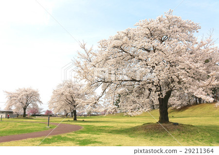 Toriemi公園(Kagamishi鎮)的櫻花樹 Toriemi公園(Kagamishi鎮)的櫻花樹 29211364