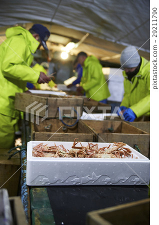 Sea fishing sea crab 29211790