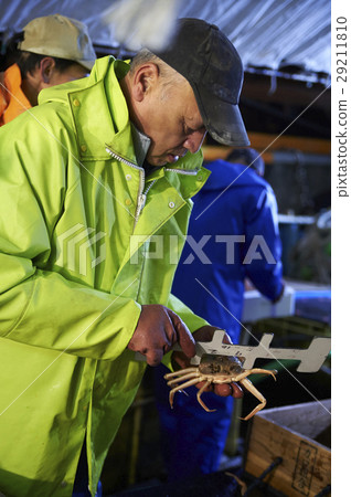 Sea fishing sea crab 29211810