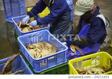 Crab wholesale market shipping work 29211831