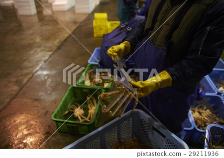 批發市場發貨工作松針到 批發市場發貨工作松針到 29211936