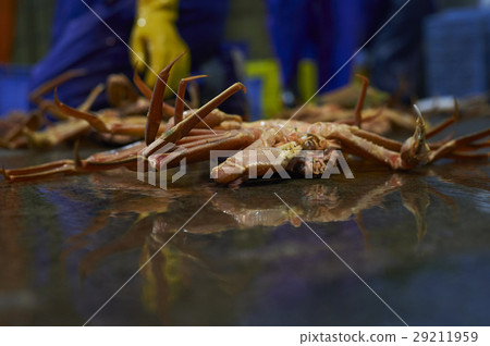 Wholesale market shipping work pine needle to 29211959