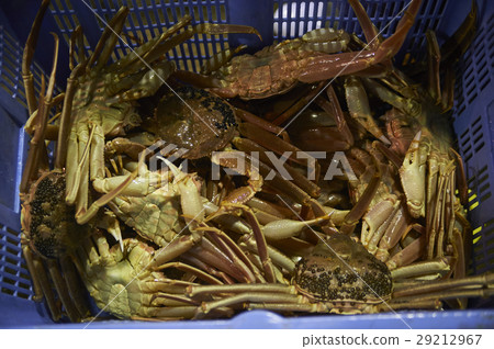 Wholesale market shipping pine needle into 29212967