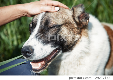 Human pampering dog 29217158