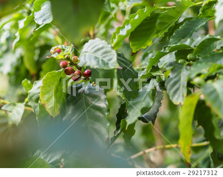 Green and red coffee beans Green and red coffee beans 29217312