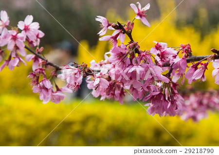pink cherry blossom banqute in japan hanamiyama 29218790