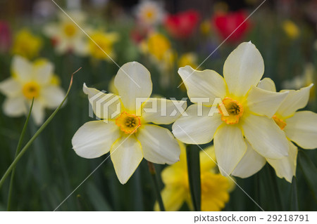 Two of daffodils blooming in spring of japan Two of daffodils blooming in spring of japan 29218791