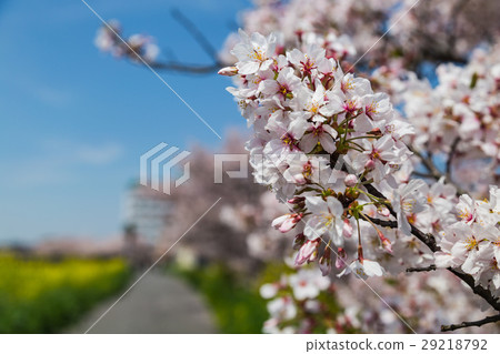 banqute of sakura blooming banqute of sakura blooming 29218792