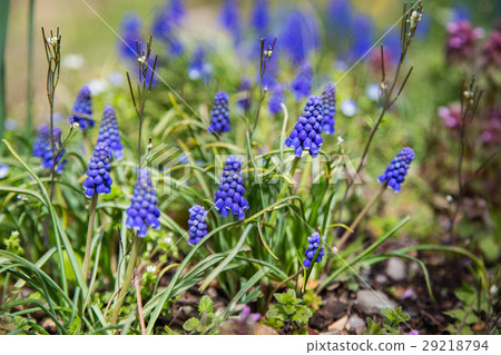 Muscari flower in spring of japan Muscari flower in spring of japan 29218794