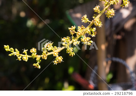 mango flower 29218796