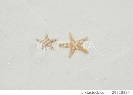 沙子和海星 29218824